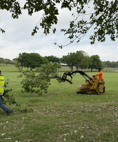 Tree Removal in Pantego 